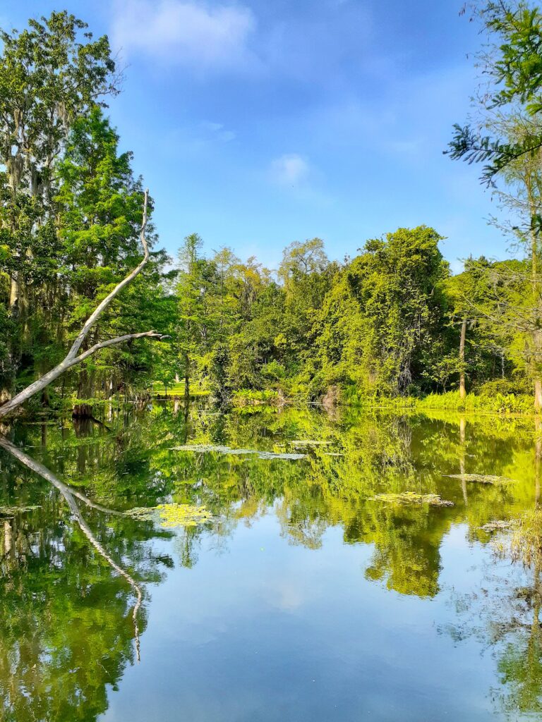vue d'un marais bordé d'arbres